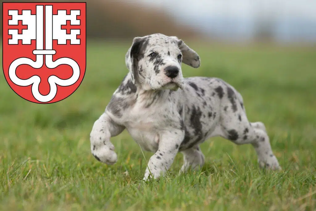 Dogge Züchter mit Welpen Nidwalden, Schweiz