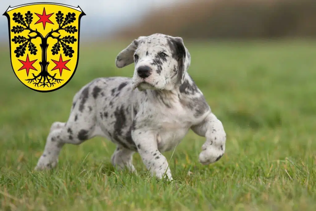 Dogge Züchter mit Welpen Odenwald, Baden-Württemberg