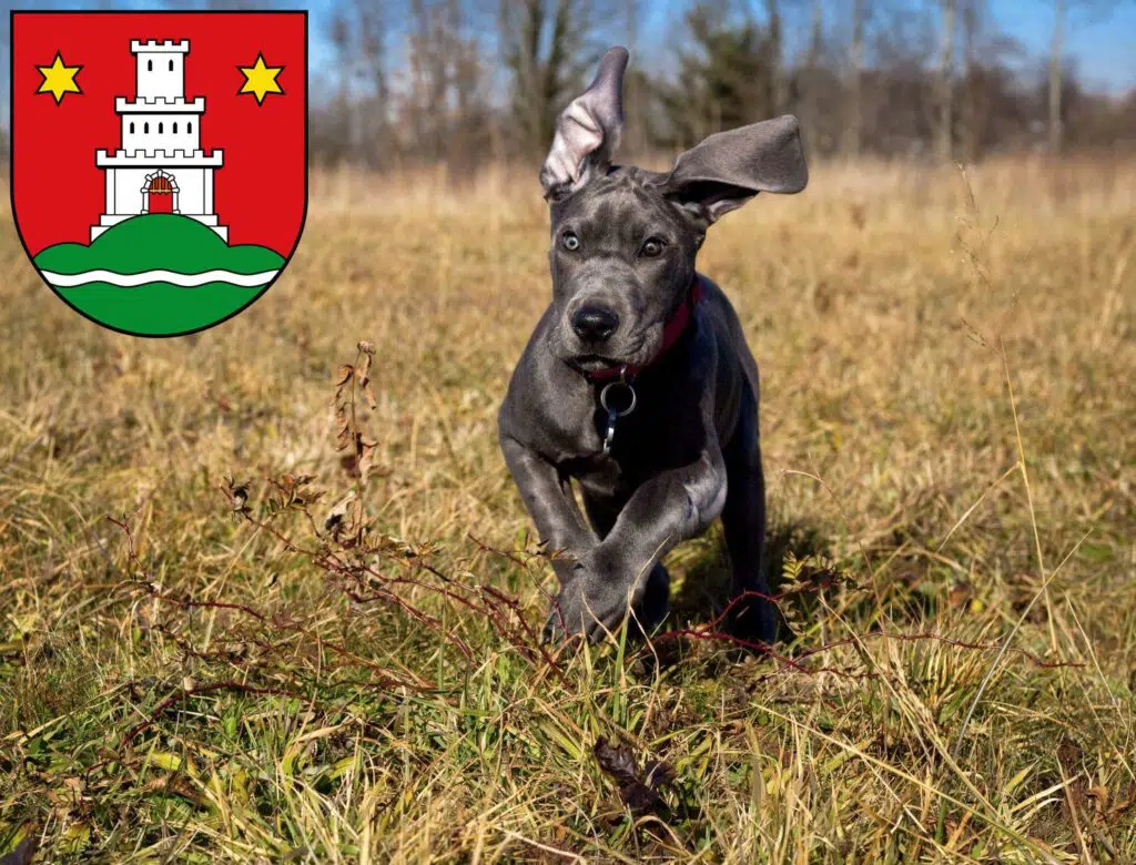 Dogge Züchter mit Welpen Pinneberg, Schleswig-Holstein