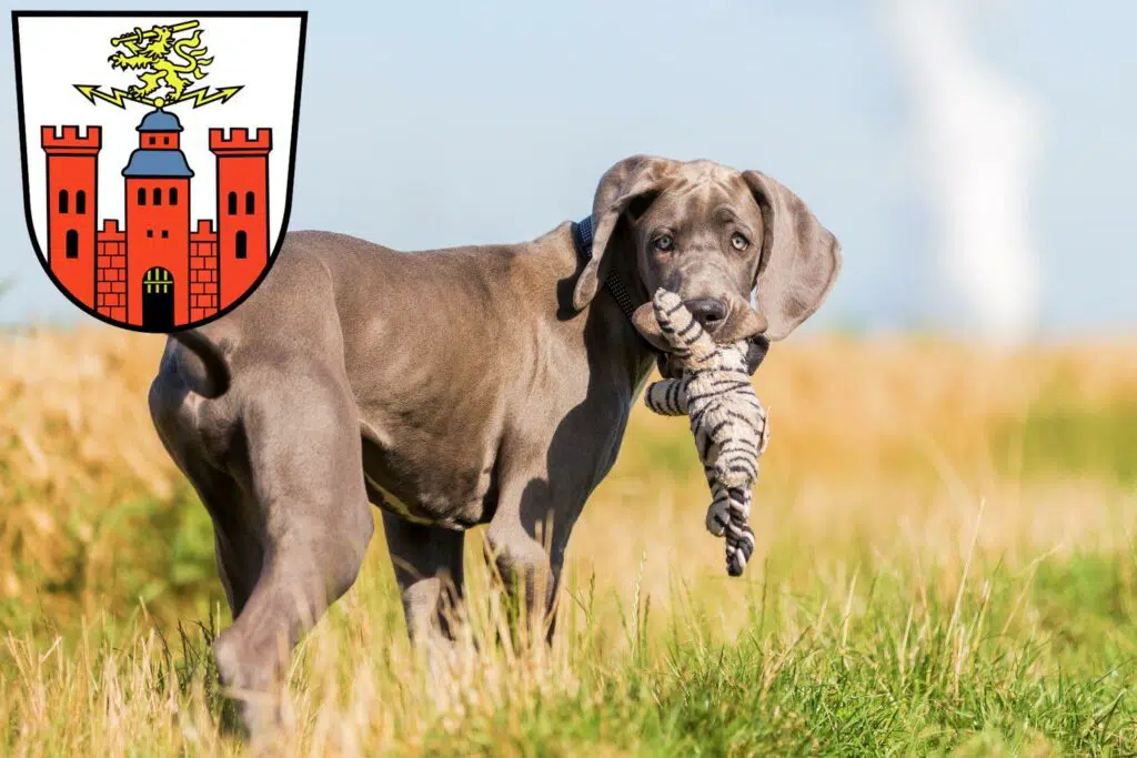 Dogge Züchter mit Welpen Pirmasens, Rheinland-Pfalz