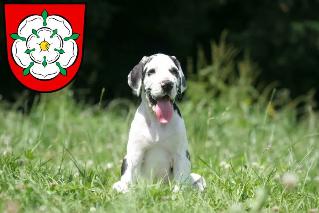 Dogge Züchter mit Welpen Rosenheim, Bayern