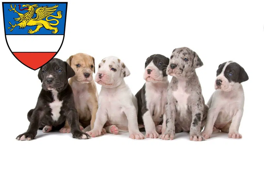 Dogge Züchter mit Welpen Rostock, Mecklenburg-Vorpommern