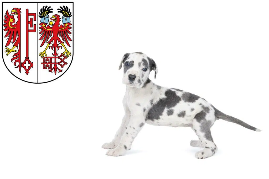 Dogge Züchter mit Welpen Salzwedel, Sachsen-Anhalt