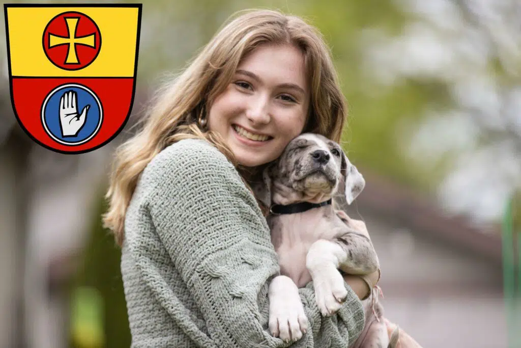 Dogge Züchter mit Welpen Schwäbisch Hall, Baden-Württemberg