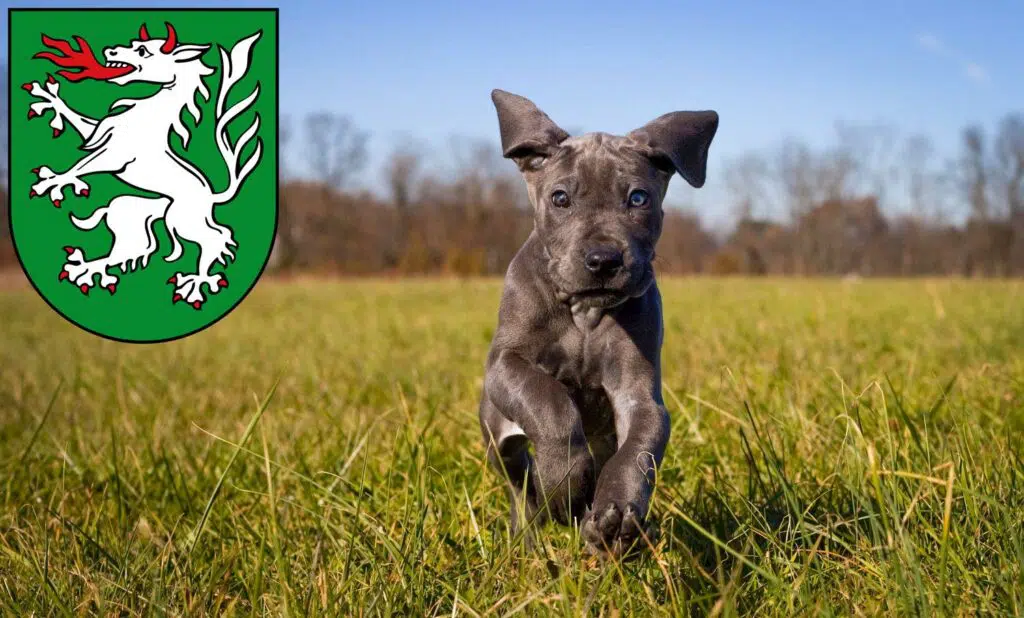 Dogge Züchter mit Welpen Steyr, Österreich