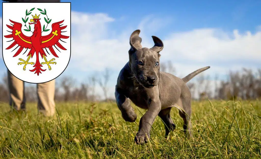 Dogge Züchter mit Welpen Tirol, Österreich