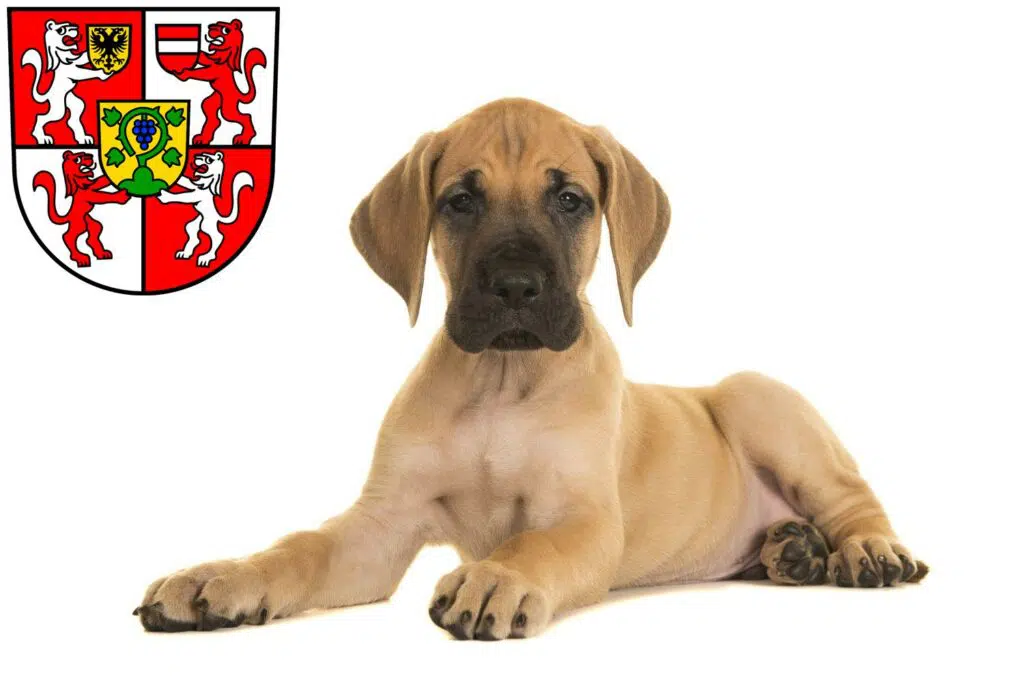 Dogge Züchter mit Welpen Weingarten, Baden-Württemberg