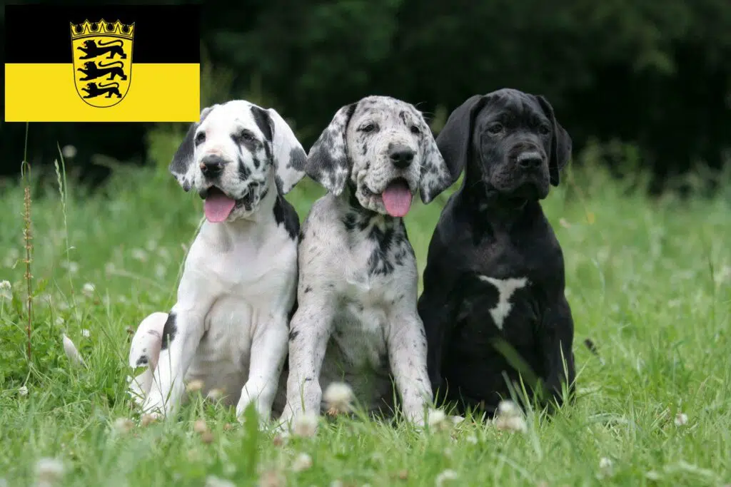 Dogge Züchter mit Welpen Baden-Württemberg