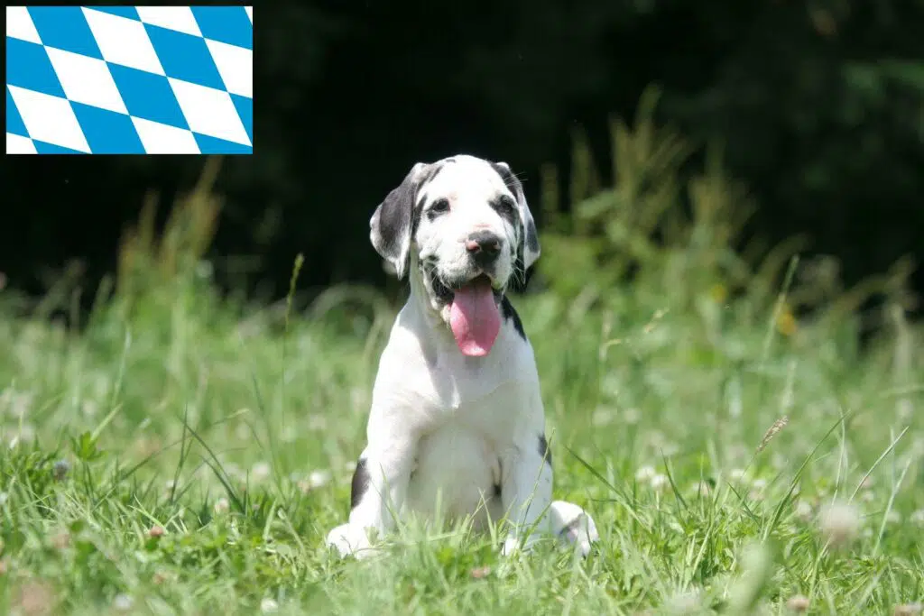 Dogge Züchter mit Welpen Bayern