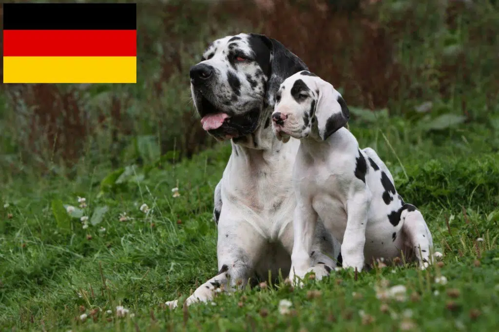 Dogge Züchter mit Welpen Deutschland