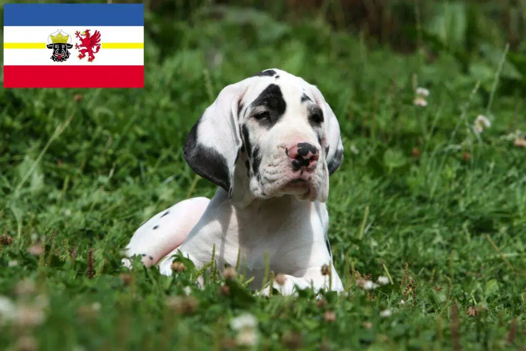 Dogge Züchter mit Welpen Mecklenburg-Vorpommern