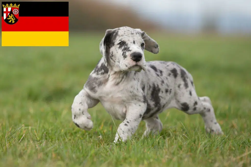 Dogge Züchter mit Welpen Rheinland-Pfalz