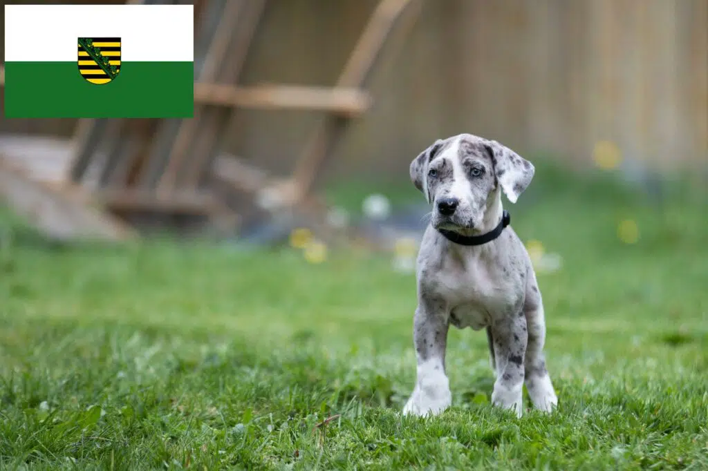 Dogge Züchter mit Welpen Sachsen