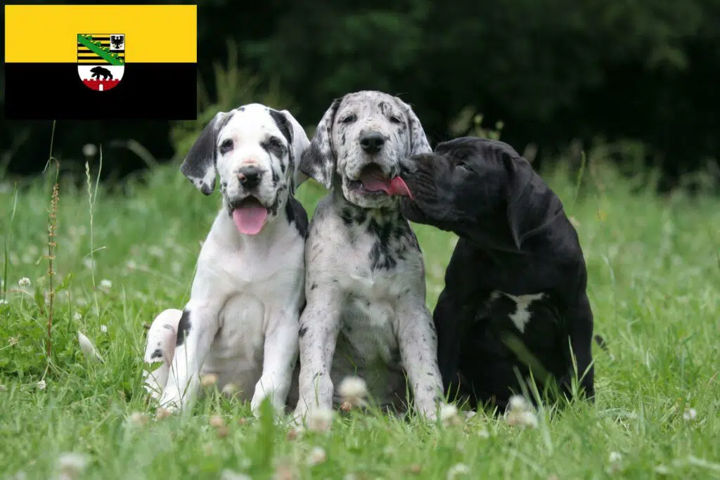 Dogge Züchter mit Welpen Sachsen-Anhalt