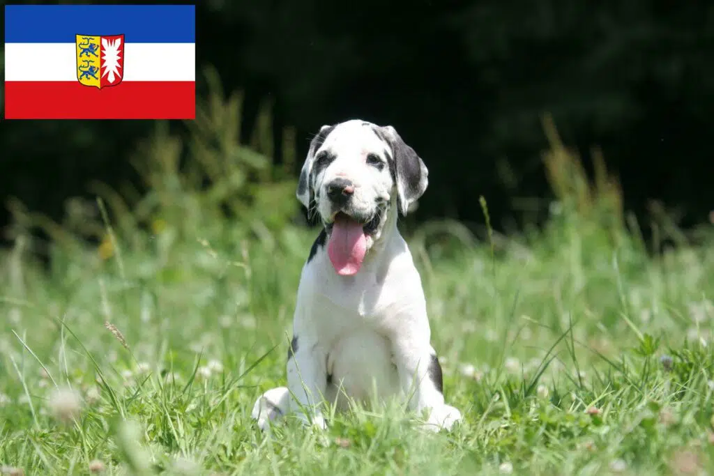 Dogge Züchter mit Welpen Schleswig-Holstein