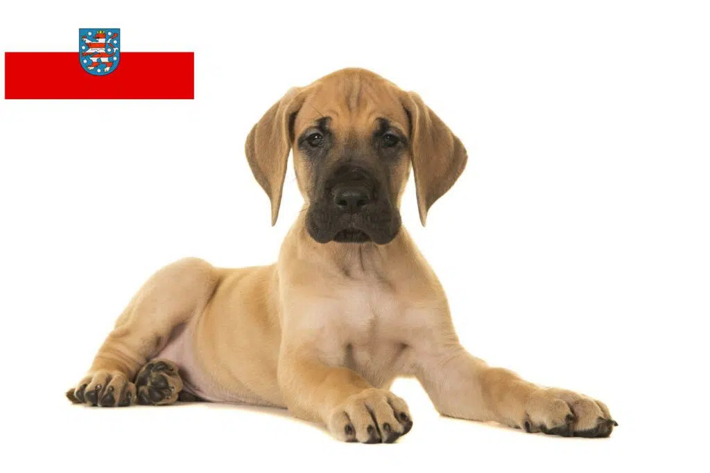 Dogge Züchter mit Welpen Thüringen