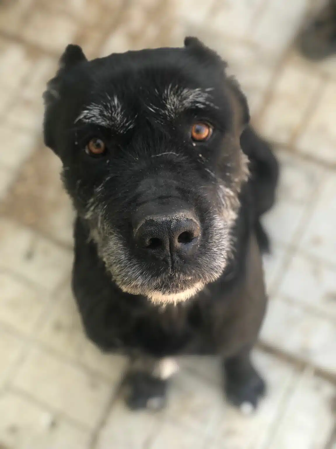 Seriöse Dogge Züchter finden MeineDogge.de