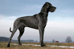 Mehr über den Artikel erfahren Dogge Züchter
