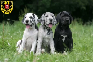 Mehr über den Artikel erfahren Dogge Züchter und Welpen in Aalen