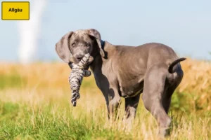 Mehr über den Artikel erfahren Dogge Züchter und Welpen im Allgäu