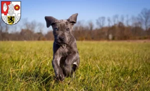 Mehr über den Artikel erfahren Dogge Züchter und Welpen in Altenburg