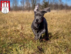 Mehr über den Artikel erfahren Dogge Züchter und Welpen in Altona