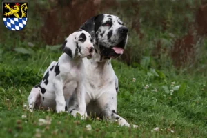 Mehr über den Artikel erfahren Dogge Züchter und Welpen in Amberg
