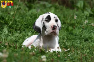 Mehr über den Artikel erfahren Dogge Züchter und Welpen in Annaberg-Buchholz