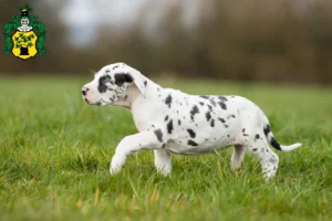 Mehr über den Artikel erfahren Dogge Züchter und Welpen in Apolda