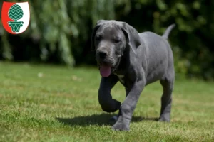 Mehr über den Artikel erfahren Dogge Züchter und Welpen in Augsburg