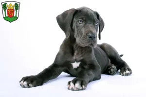 Mehr über den Artikel erfahren Dogge Züchter und Welpen in Aurich