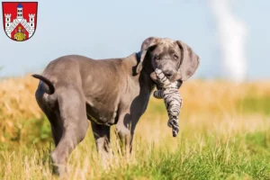 Mehr über den Artikel erfahren Dogge Züchter und Welpen in Bad Neustadt an der Saale
