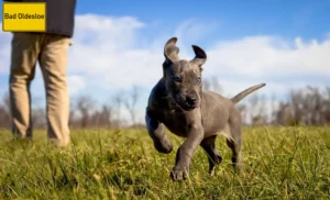 Mehr über den Artikel erfahren Dogge Züchter und Welpen in Bad Oldesloe