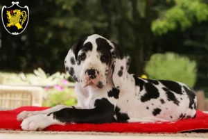 Mehr über den Artikel erfahren Dogge Züchter und Welpen in Bad Tölz