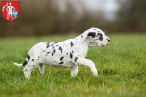 Mehr über den Artikel erfahren Dogge Züchter und Welpen in Bamberg