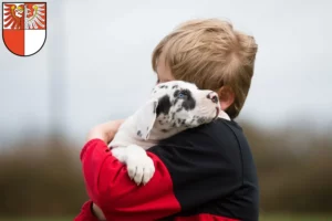 Mehr über den Artikel erfahren Dogge Züchter und Welpen in Barnim