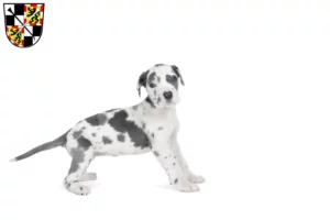 Mehr über den Artikel erfahren Dogge Züchter und Welpen in Bayreuth