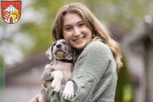 Mehr über den Artikel erfahren Dogge Züchter und Welpen in Beeskow