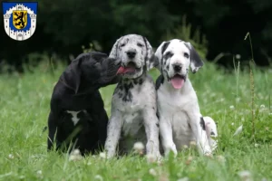 Mehr über den Artikel erfahren Dogge Züchter und Welpen in Bergheim