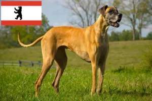 Mehr über den Artikel erfahren Dogge Züchter und Welpen in Berlin