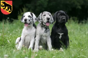Mehr über den Artikel erfahren Dogge Züchter und Welpen in Bern