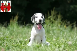 Mehr über den Artikel erfahren Dogge Züchter und Welpen in Bernburg (Saale)