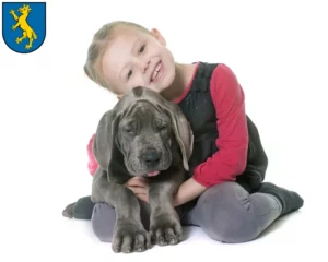 Mehr über den Artikel erfahren Dogge Züchter und Welpen in Biberach an der Riß