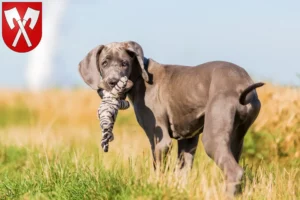 Mehr über den Artikel erfahren Dogge Züchter und Welpen in Biel