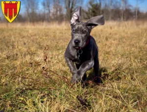 Mehr über den Artikel erfahren Dogge Züchter und Welpen in Böblingen