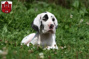 Mehr über den Artikel erfahren Dogge Züchter und Welpen in Borken