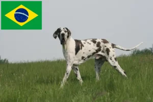 Mehr über den Artikel erfahren Dogge Züchter und Welpen in Brasilien