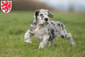Mehr über den Artikel erfahren Dogge Züchter und Welpen in Braunschweig