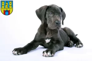 Mehr über den Artikel erfahren Dogge Züchter und Welpen in Burg (bei Magdeburg)