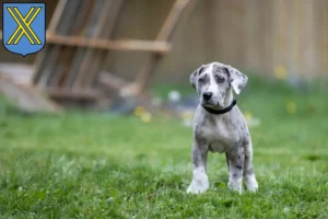 Mehr über den Artikel erfahren Dogge Züchter und Welpen in Castrop-Rauxel